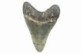Fossil Megalodon Tooth - North Carolina #378086-1